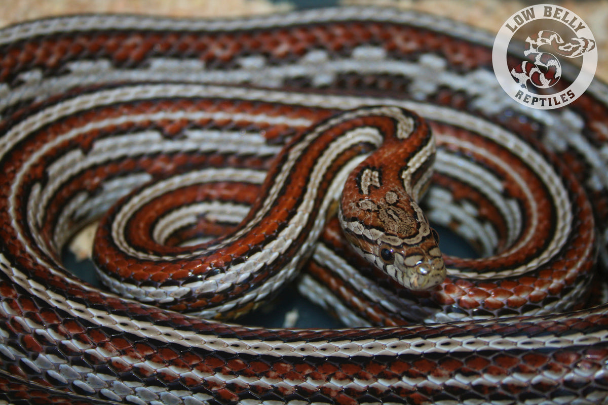 Clutch 2023-A2 Miami Tessera X Miami Tessera – Low Belly Reptiles