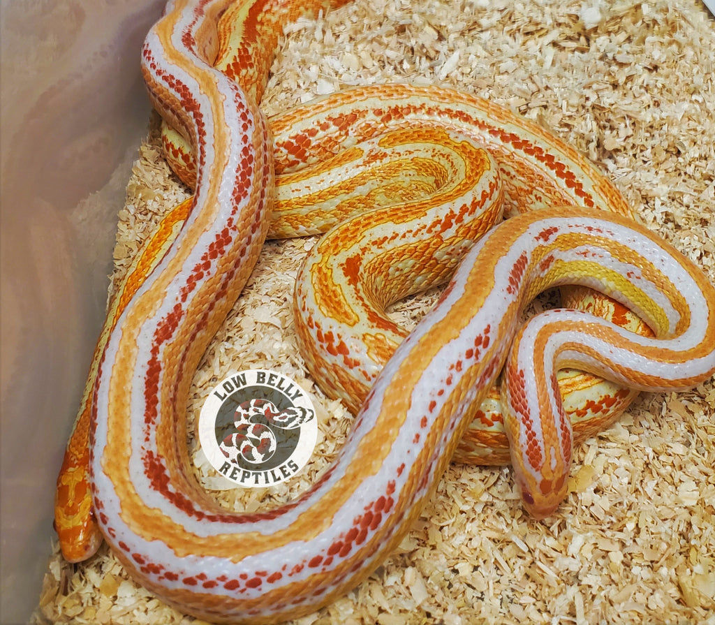 Tessera Rocks 2023-A5 RO Tessera X RO Tessera – Low Belly Reptiles
