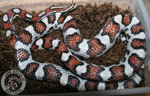 Clutch 2022-B6 - LBR Next Gen Miami het Hypo X Miami Tessera het Hypo