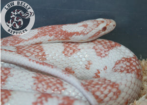 2023-C1 Candy Cane het Peppermint X Aberrant Candy Cane