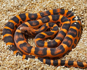 2024-A3 Okeetee Scaleless X Aberrant Tessera