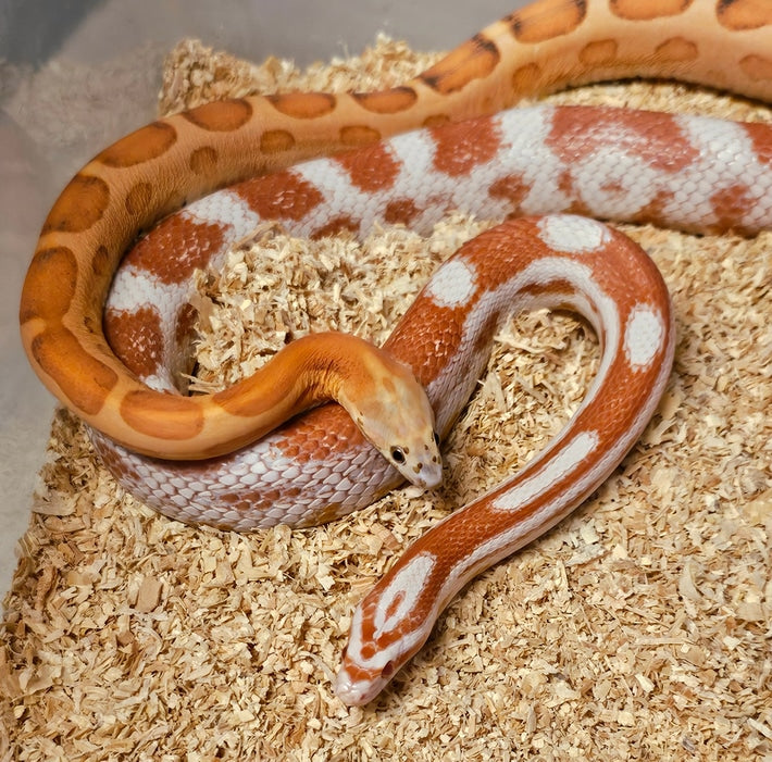 Lessi Cane 2024-D3 Candy Cane X Scaleless – Low Belly Reptiles