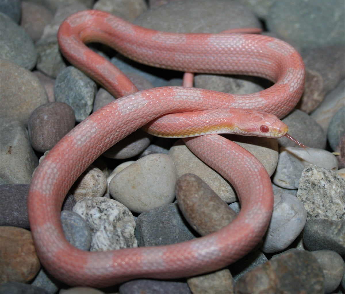 Red Factor Snows & Snow Stripes – Low Belly Reptiles