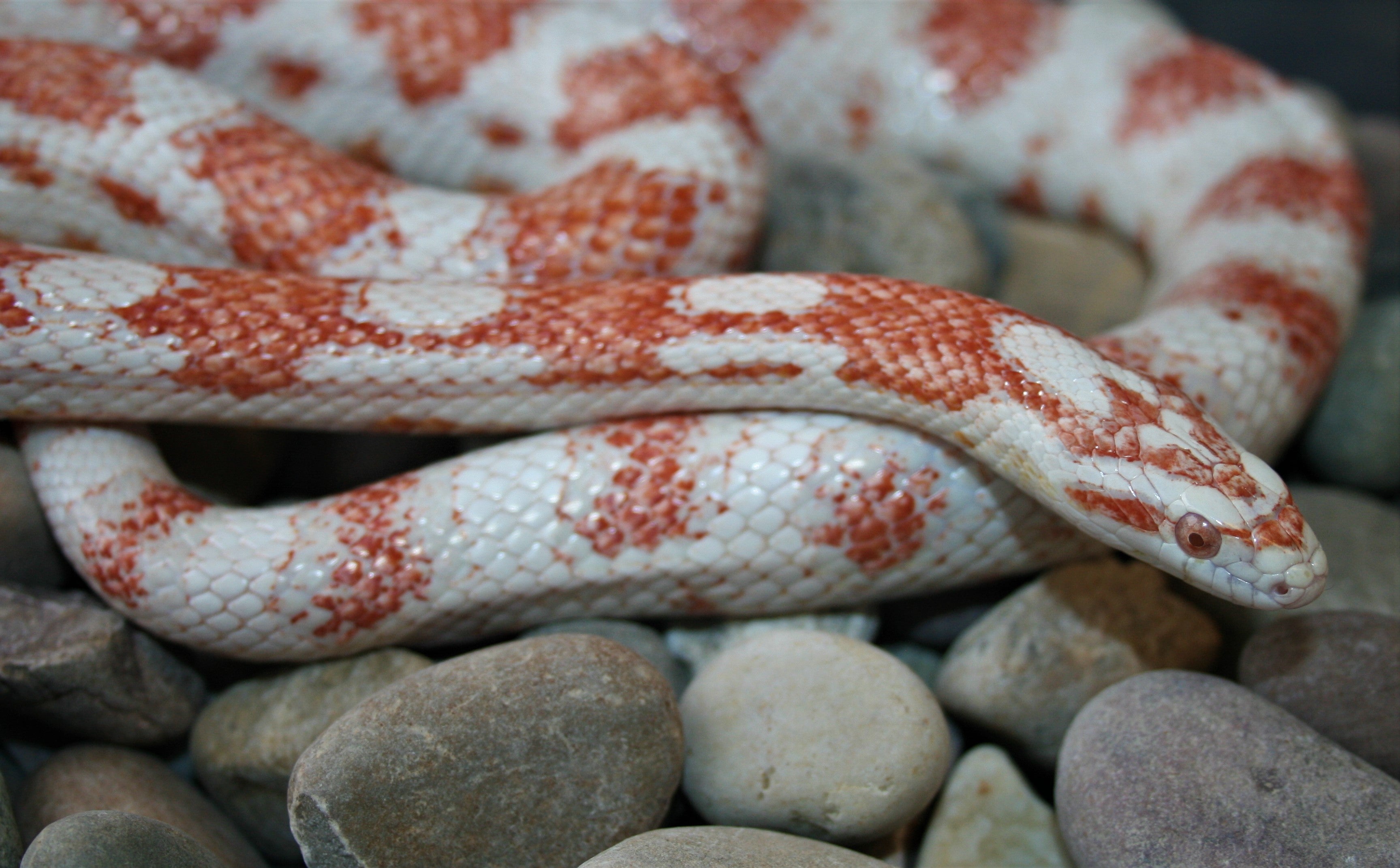 Shop — Animal Ark American Fork, image size:3455x2142