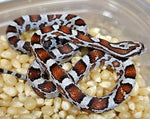 Miami Male 24-63