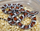 Miami Male 24-63