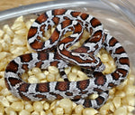 Miami Male 24-63