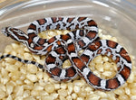 Miami Male 24-63