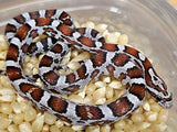 Miami Male 24-63